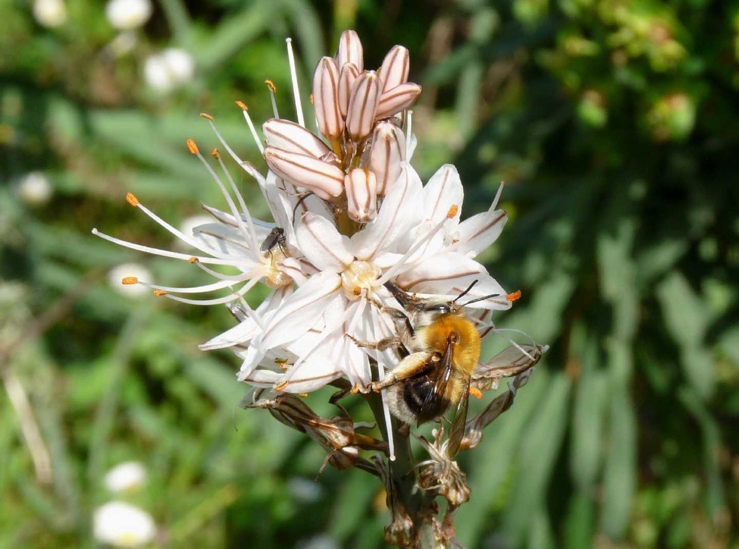 Un pascolo di asfodeli: Habropoda tarsata?